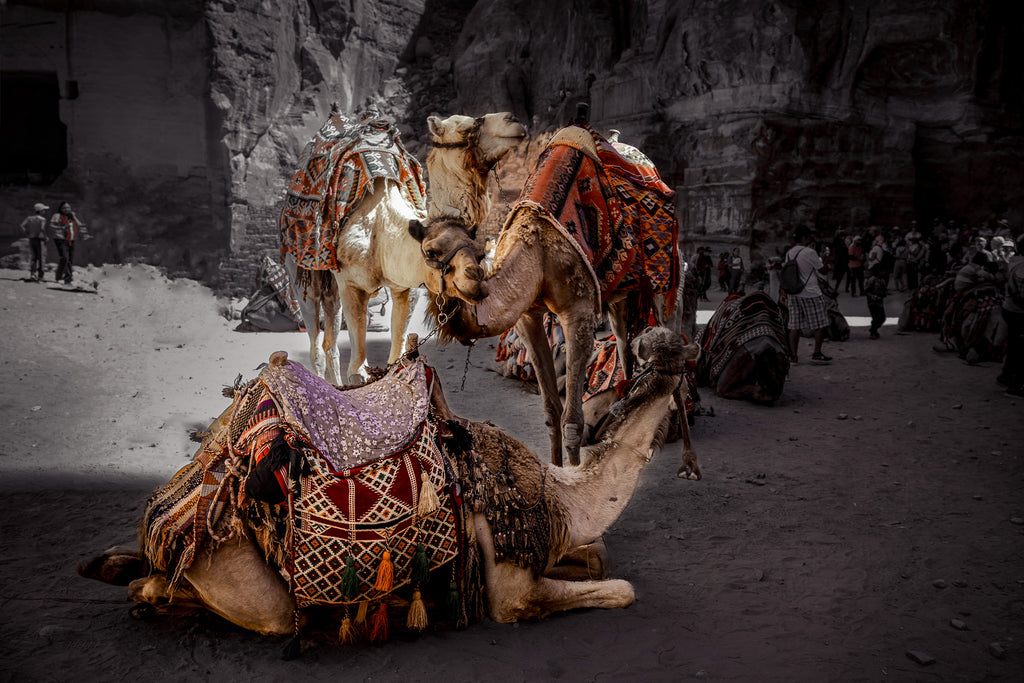 Rest in Petra – Camel Portraits in Petra, Jordan | Middle Eastern Fine Art Photography