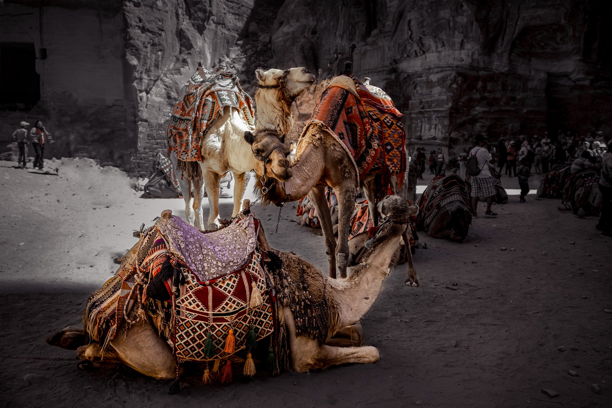 Rest in Petra – Camel Portraits in Petra, Jordan | Middle Eastern Fine Art Photography