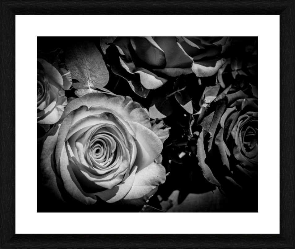V Day – Black and White Rose Photography Print | Romantic Floral Wall Art