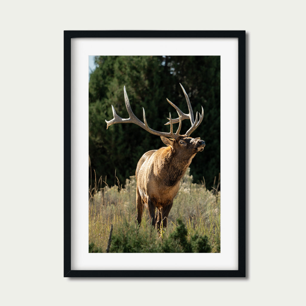 A Trace of Her | Fine Art Wildlife Photography Print