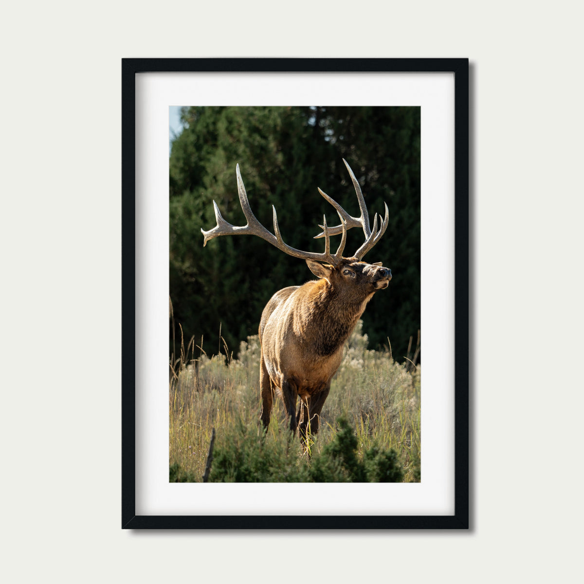 A Trace of Her | Fine Art Wildlife Photography Print