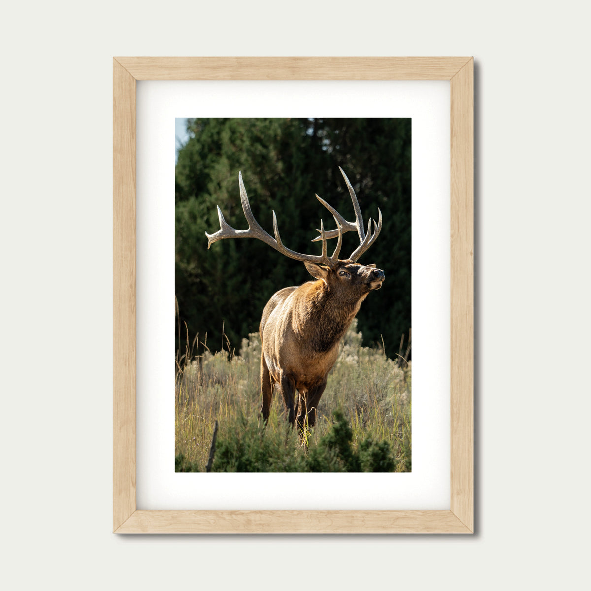 A Trace of Her | Fine Art Wildlife Photography Print