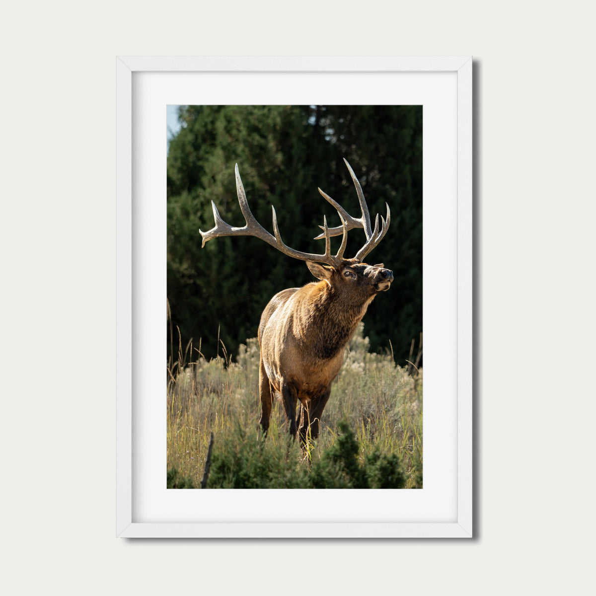 A Trace of Her | Fine Art Wildlife Photography Print