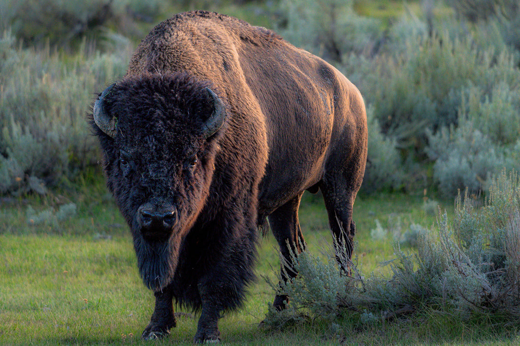 Casanova | Bison Fine Art Photography