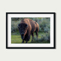 Casanova | Bison Fine Art Photography