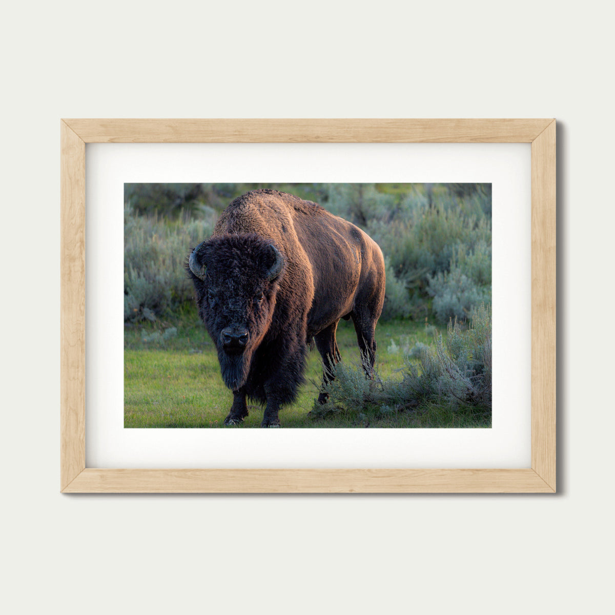 Casanova | Bison Fine Art Photography