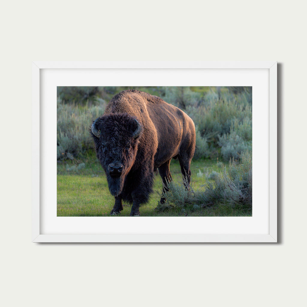 Casanova | Bison Fine Art Photography