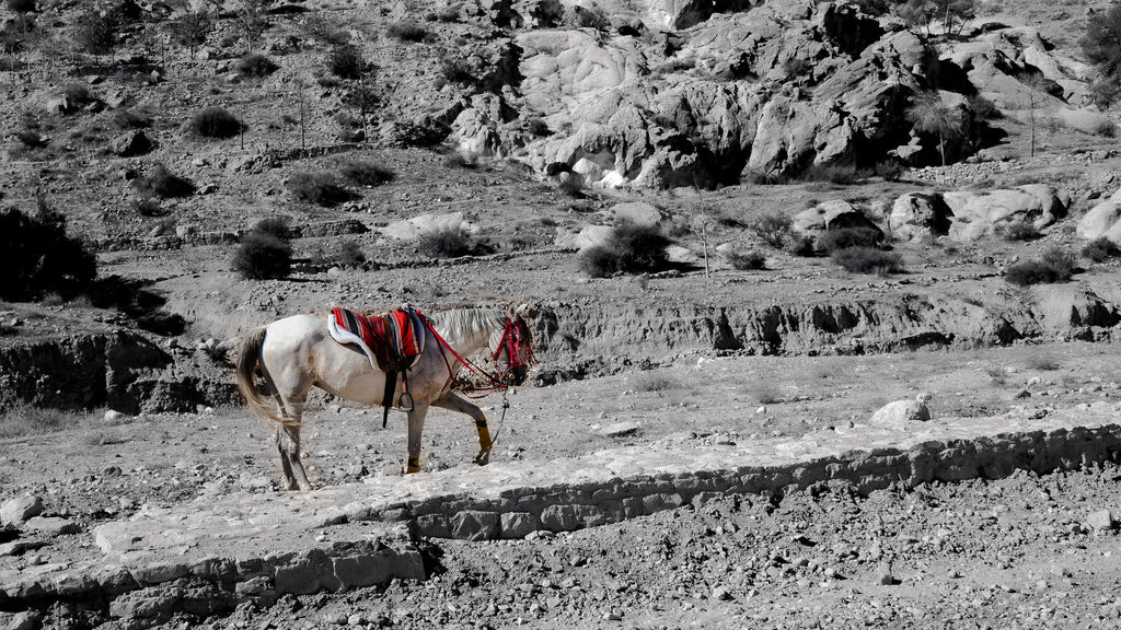 Desert Pause – Fine Art Photography Print from Petra, Jordan