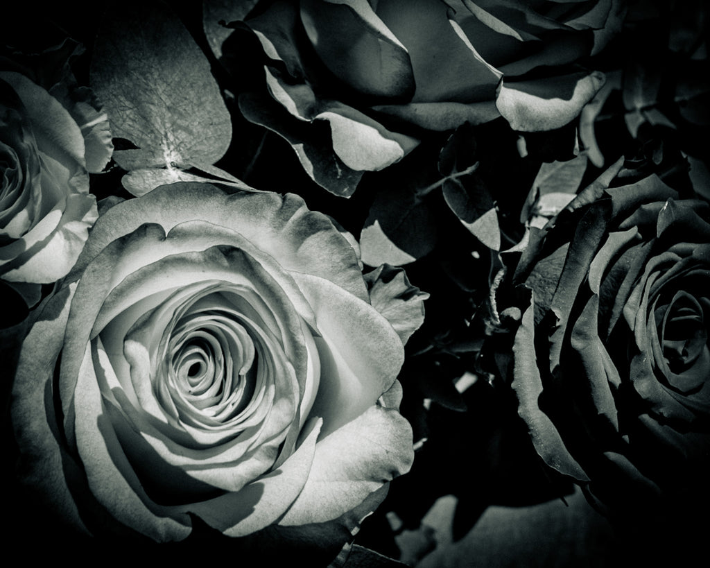 V Day – Black and White Rose Photography Print | Romantic Floral Wall Art