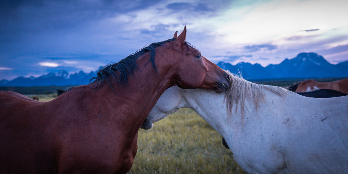 Held | Fine Art Horse Photography Print | Grand Teton National Park