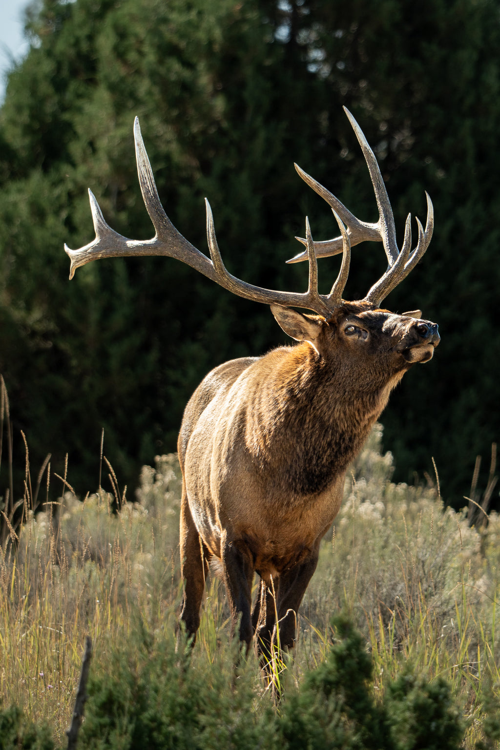 A Trace of Her | Fine Art Wildlife Photography Print