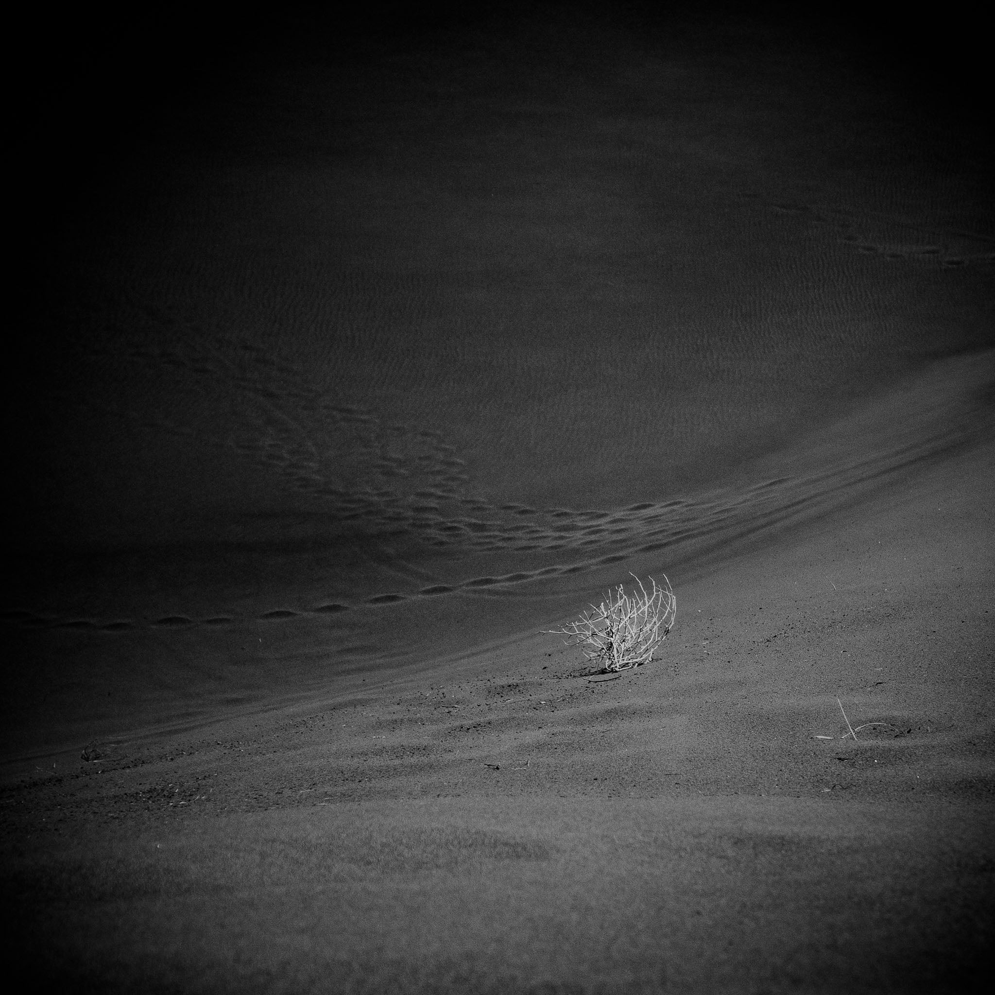 Desert Soliloquy – Fine Art Minimalist Desert Print with Tumbleweed