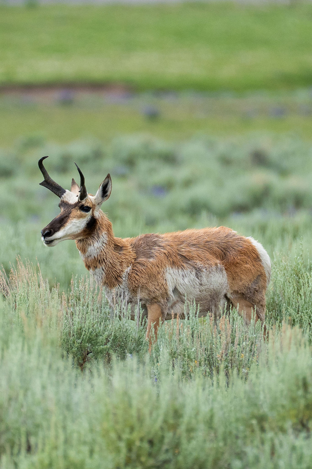 Edge of Instinct | Yellowstone Wildlife Fine Art Print