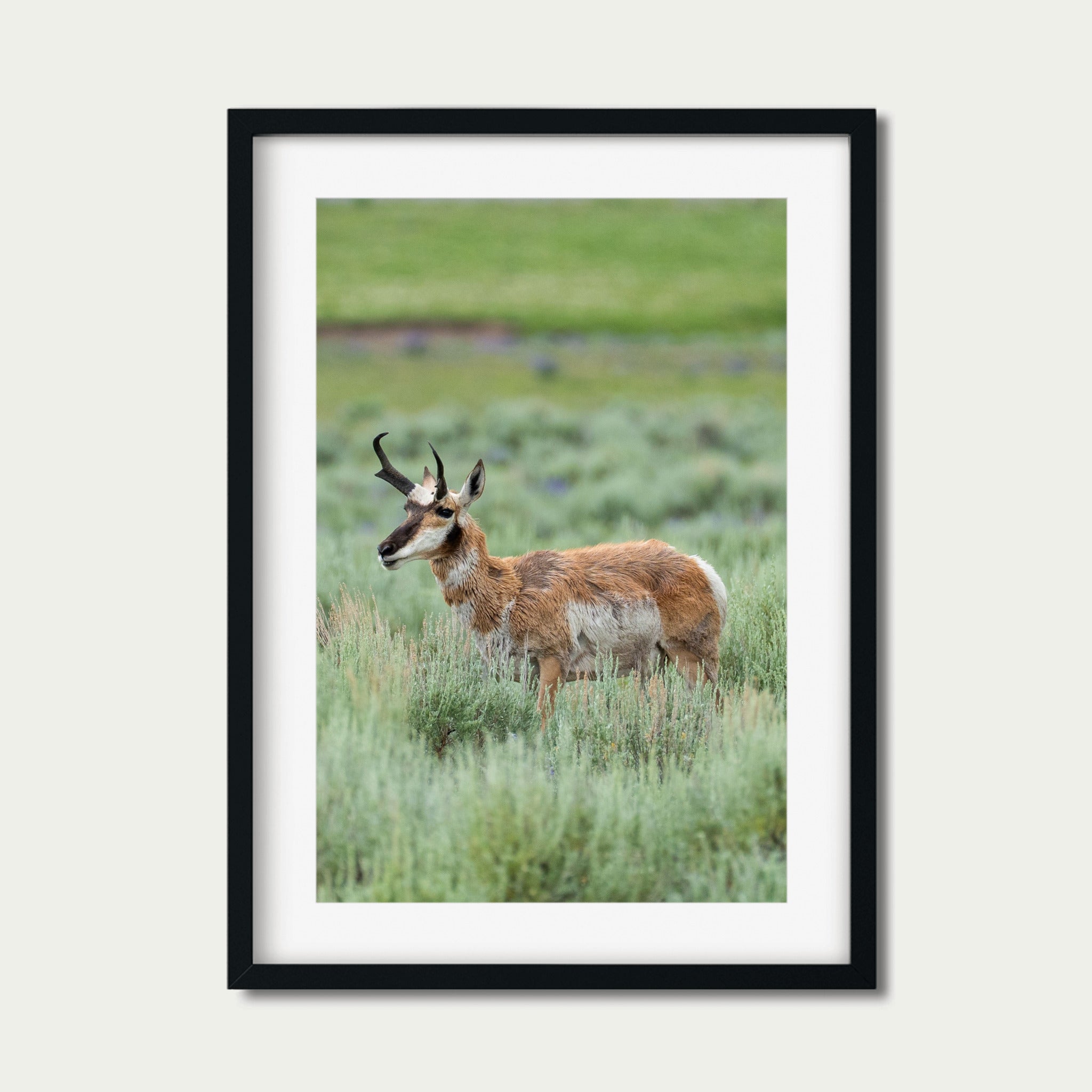 Edge of Instinct | Yellowstone Wildlife Fine Art Print