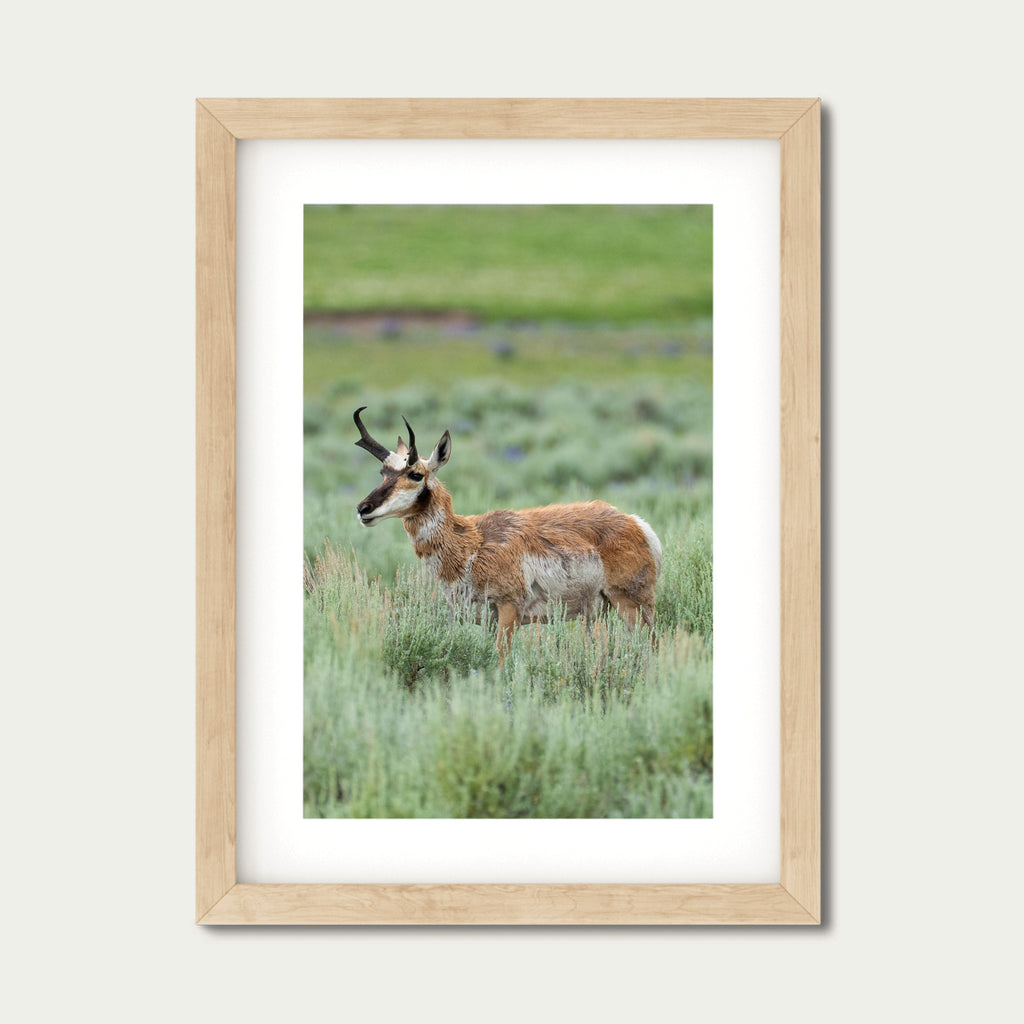 Edge of Instinct | Yellowstone Wildlife Fine Art Print