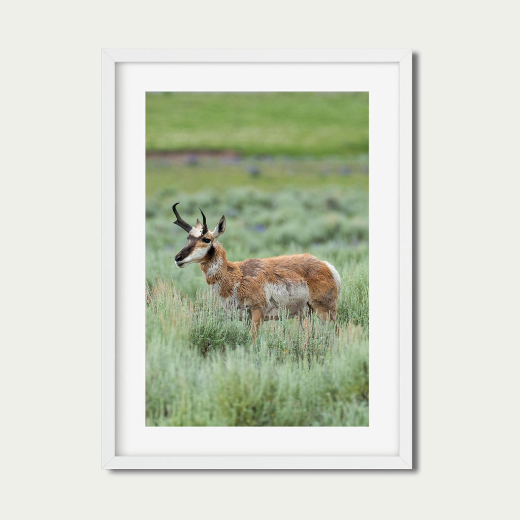 Edge of Instinct | Yellowstone Wildlife Fine Art Print