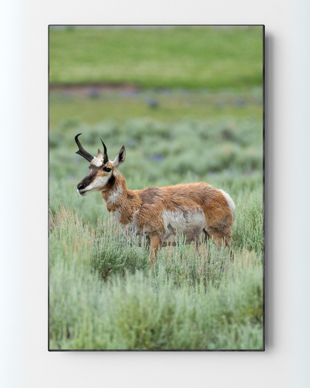Edge of Instinct | Yellowstone Wildlife Fine Art Print