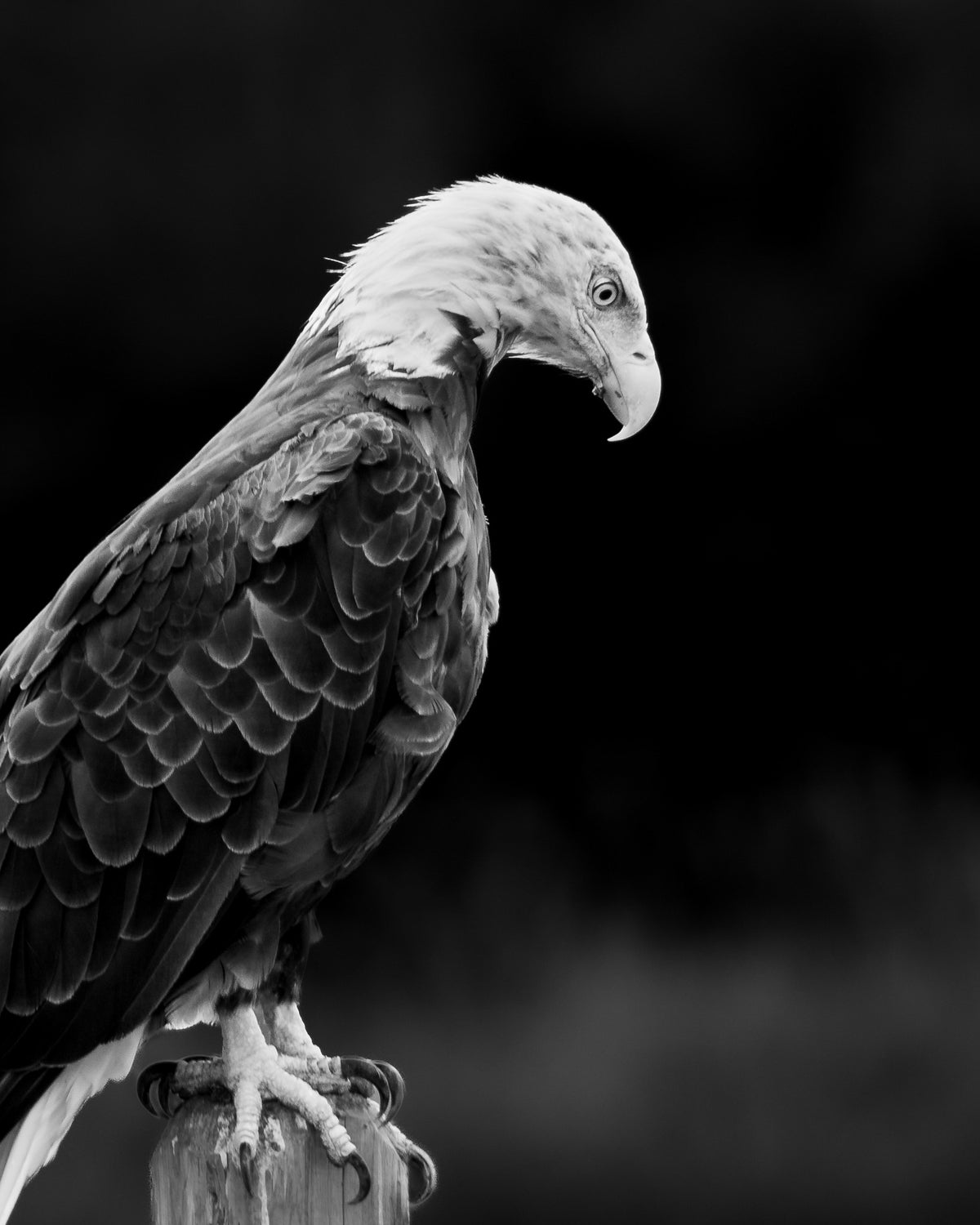 Enough | Fine Art Wildlife Photography Print