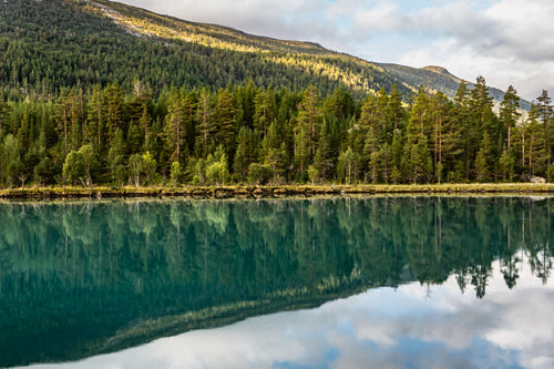 Fine art Norway landscape photo of pine trees reflected in fjord water – Fjord’s Embrace.