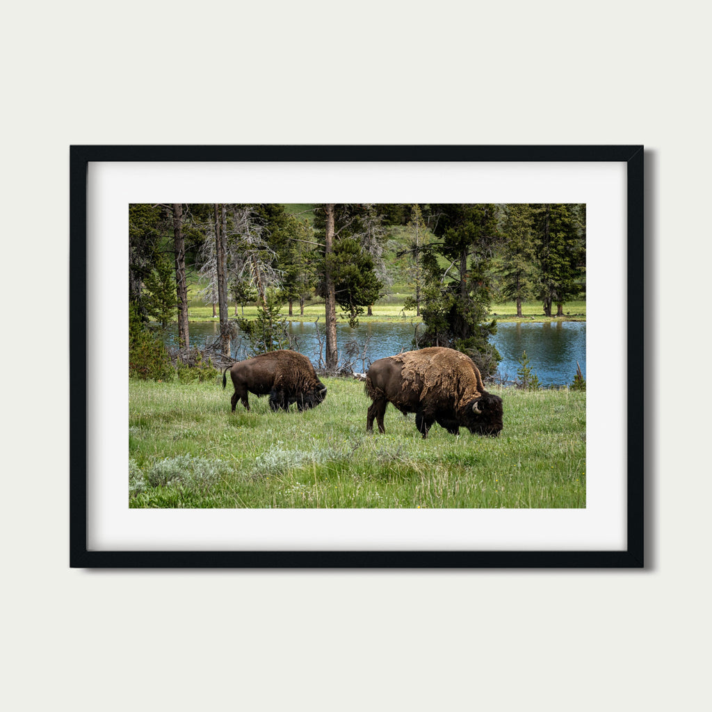 Grazing the Edge - Lamar Valley | Yellowstone Fine Art Print