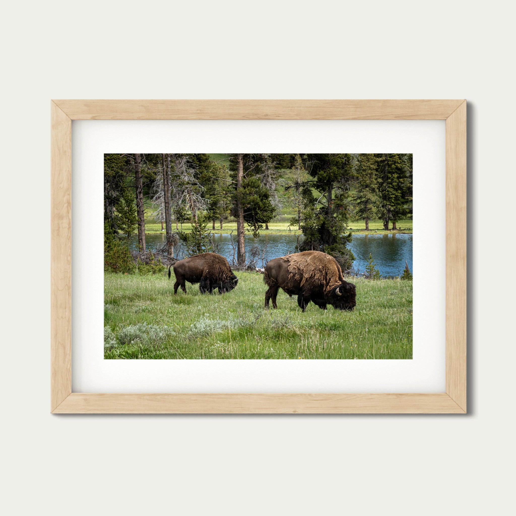 Grazing the Edge - Lamar Valley | Yellowstone Fine Art Print