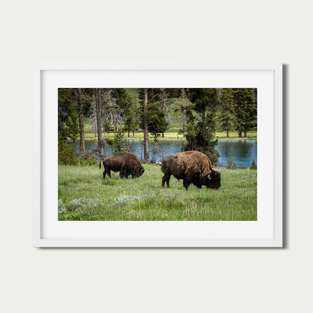 Grazing the Edge - Lamar Valley | Yellowstone Fine Art Print