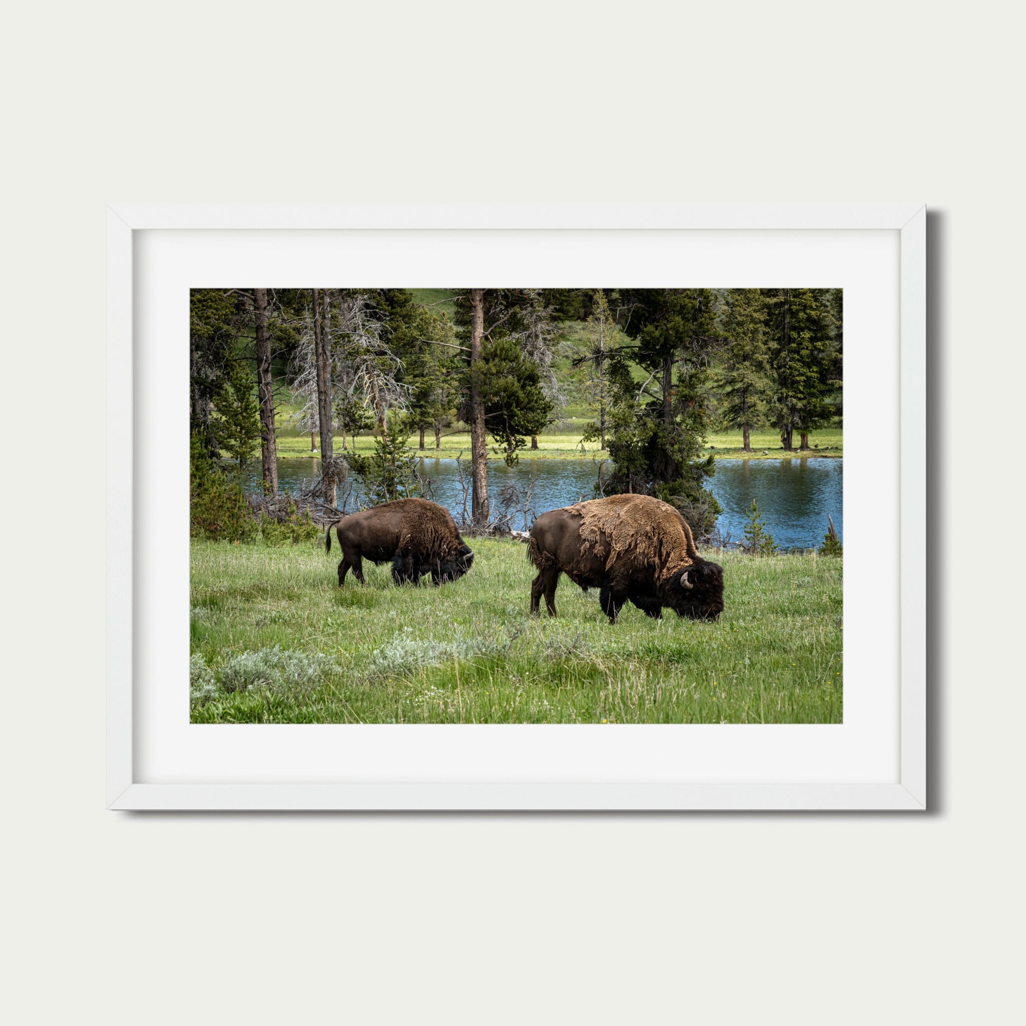Grazing the Edge - Lamar Valley | Yellowstone Fine Art Print
