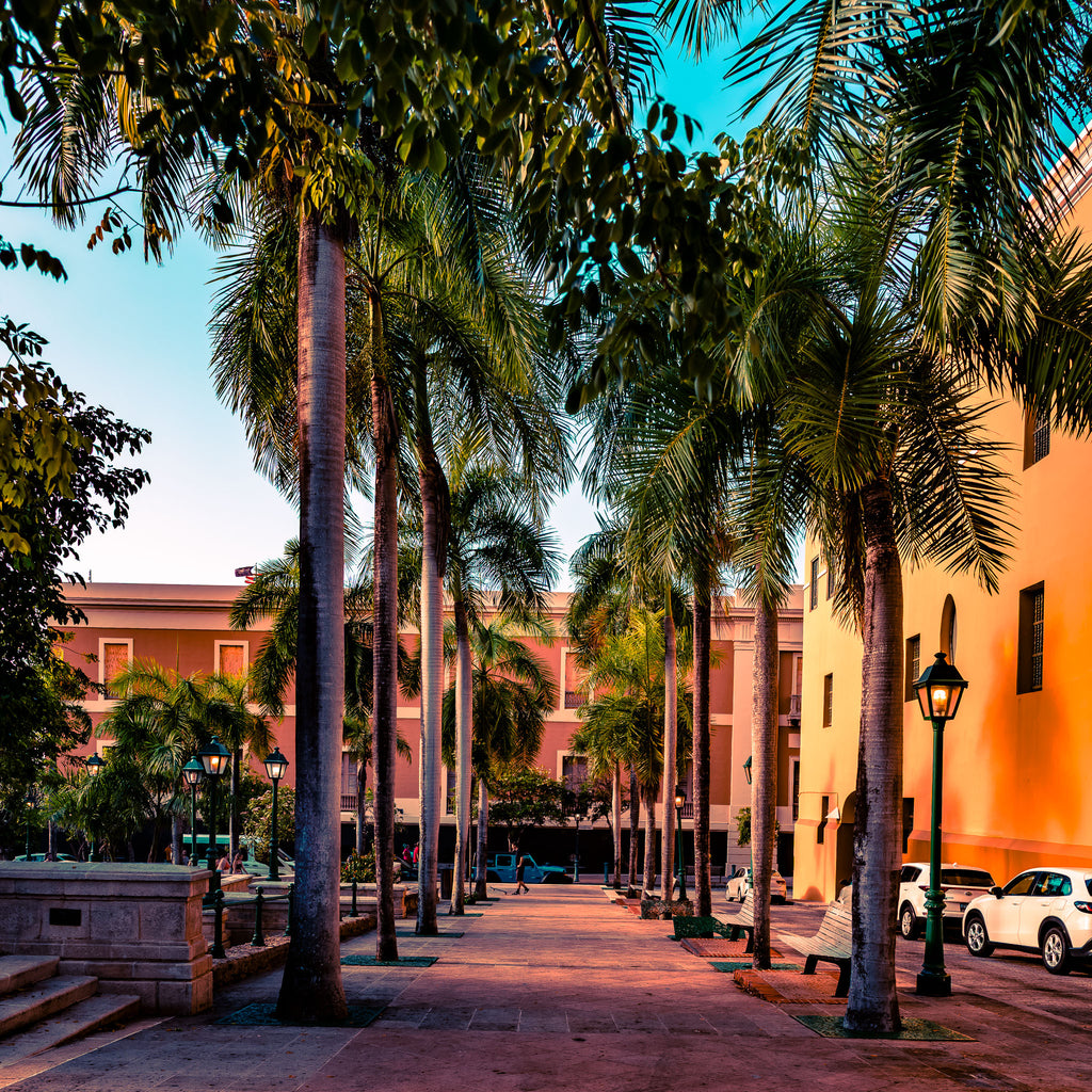 Golden Hour Promenade | Old San Juan Palm-Lined Walkway Print