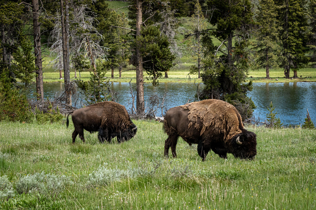 Grazing the Edge - Lamar Valley | Yellowstone Fine Art Print