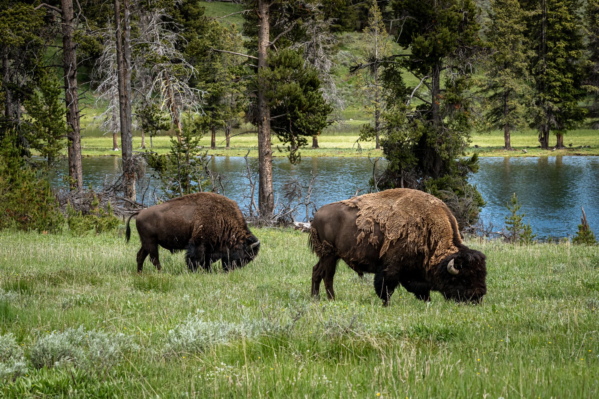Grazing the Edge - Lamar Valley | Yellowstone Fine Art Print