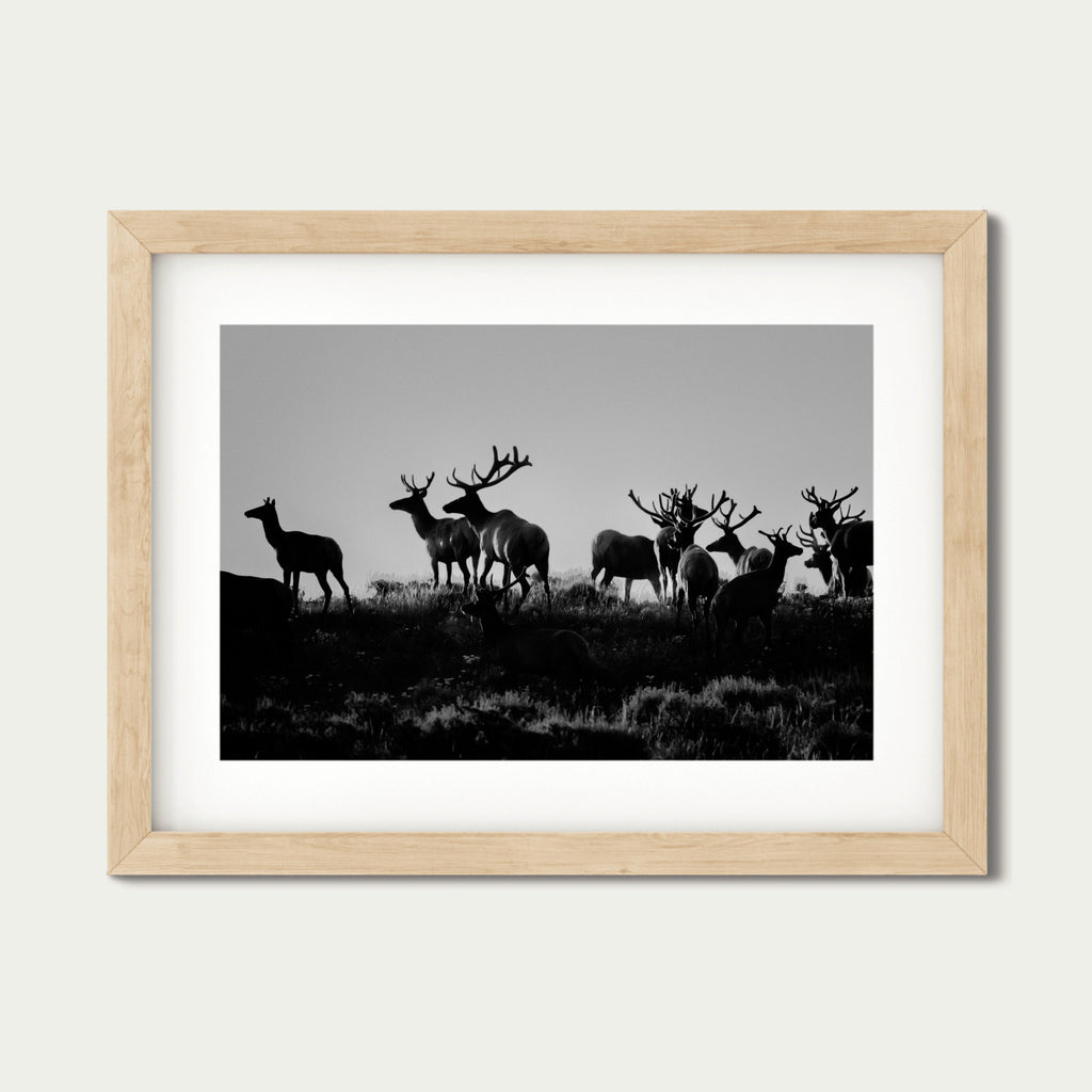 Guardians | Grand Tetons Wildlife Fine Art Print