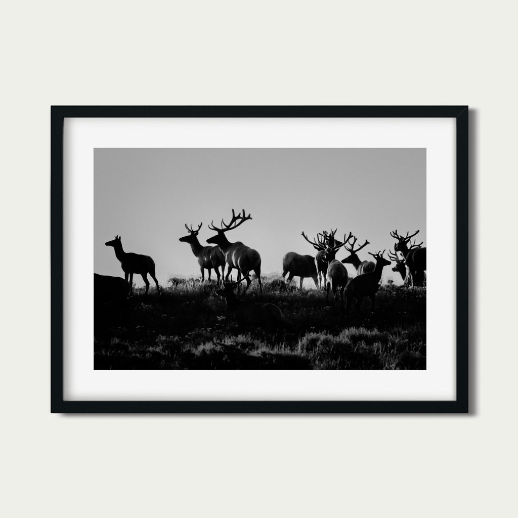 Guardians | Grand Tetons Wildlife Fine Art Print