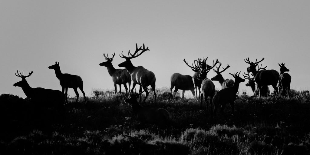 Guardians | Grand Tetons Wildlife Fine Art Print