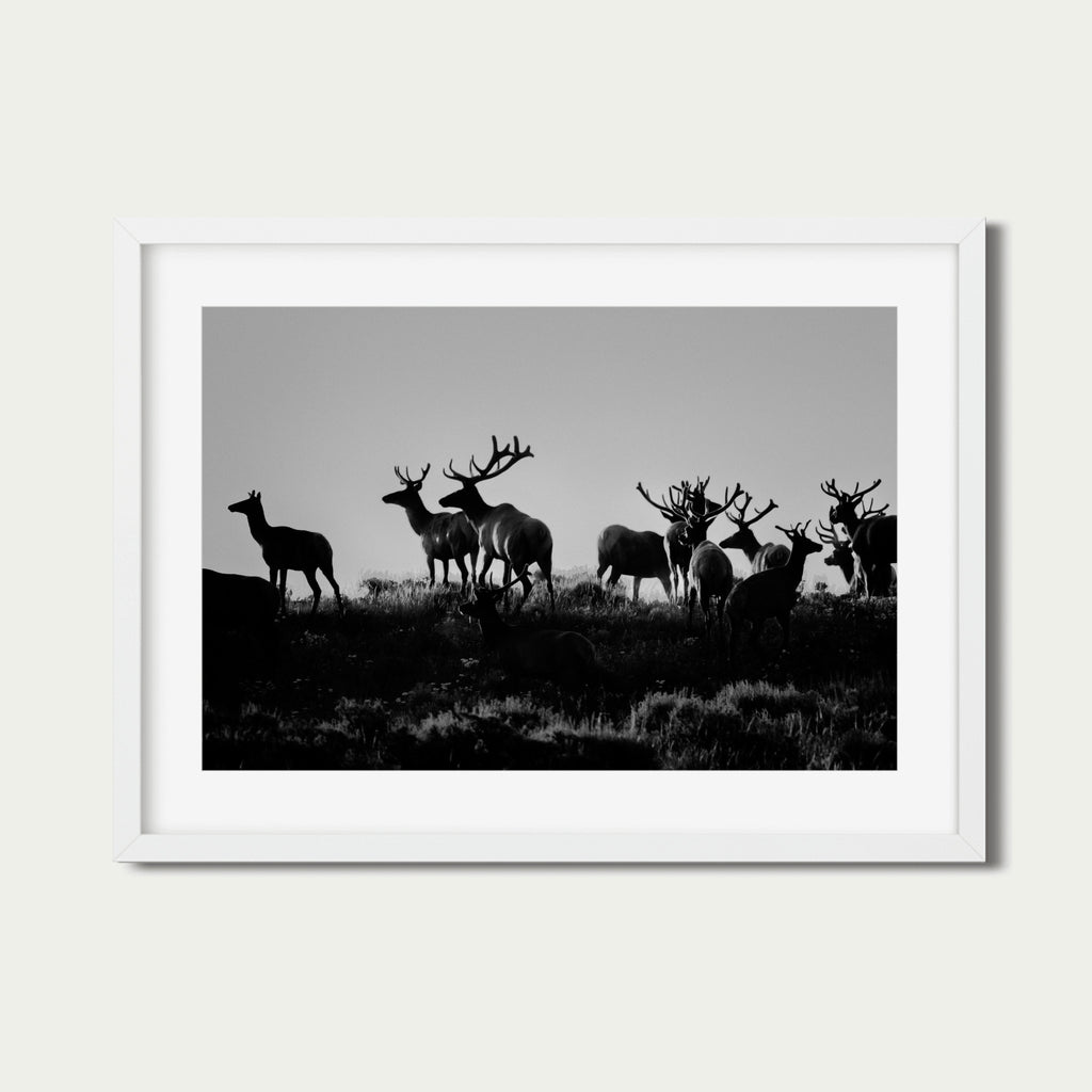 Guardians | Grand Tetons Wildlife Fine Art Print