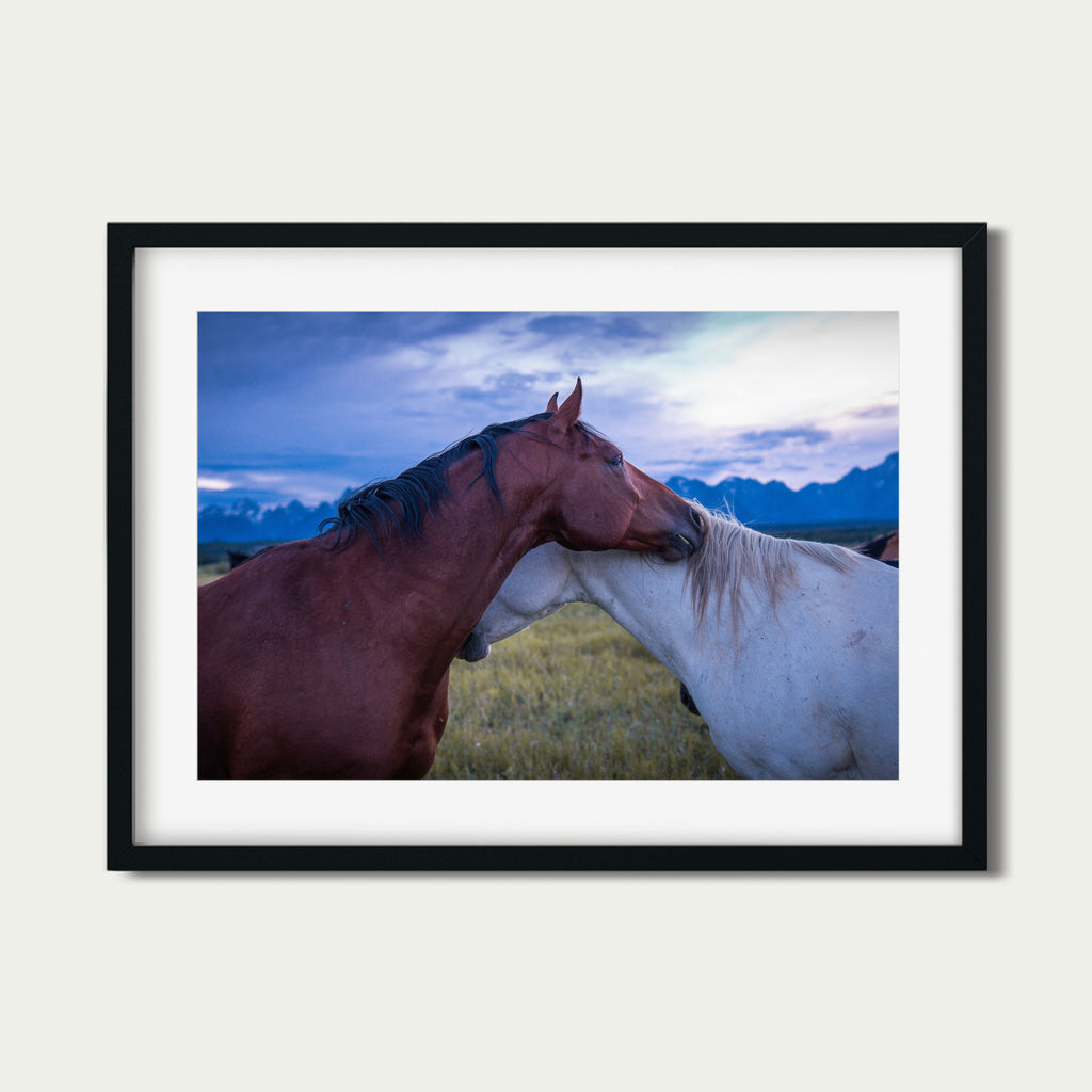 Held | Fine Art Horse Photography Print | Grand Teton National Park