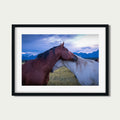 Held | Fine Art Horse Photography Print | Grand Teton National Park