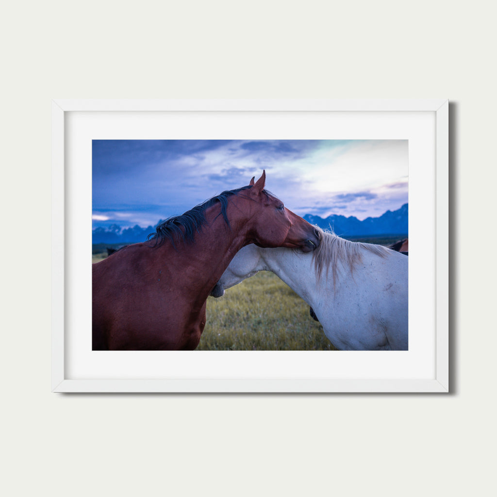 Held | Fine Art Horse Photography Print | Grand Teton National Park
