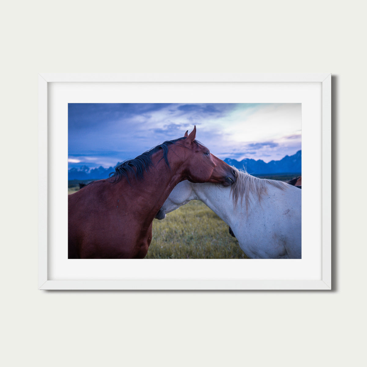 Held | Fine Art Horse Photography Print | Grand Teton National Park