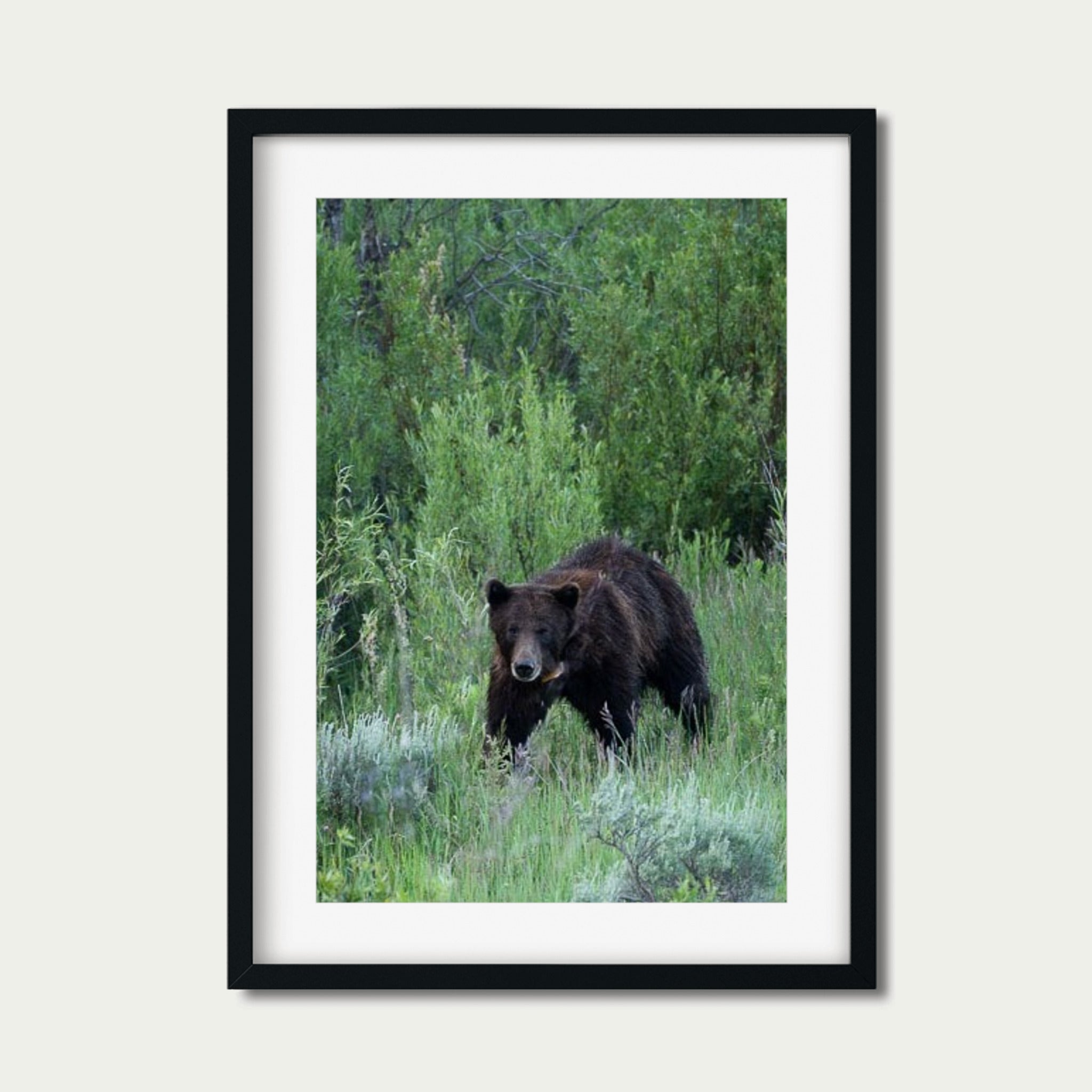 In Her Wake - Grand Tetons Wildlife Fine Art Print