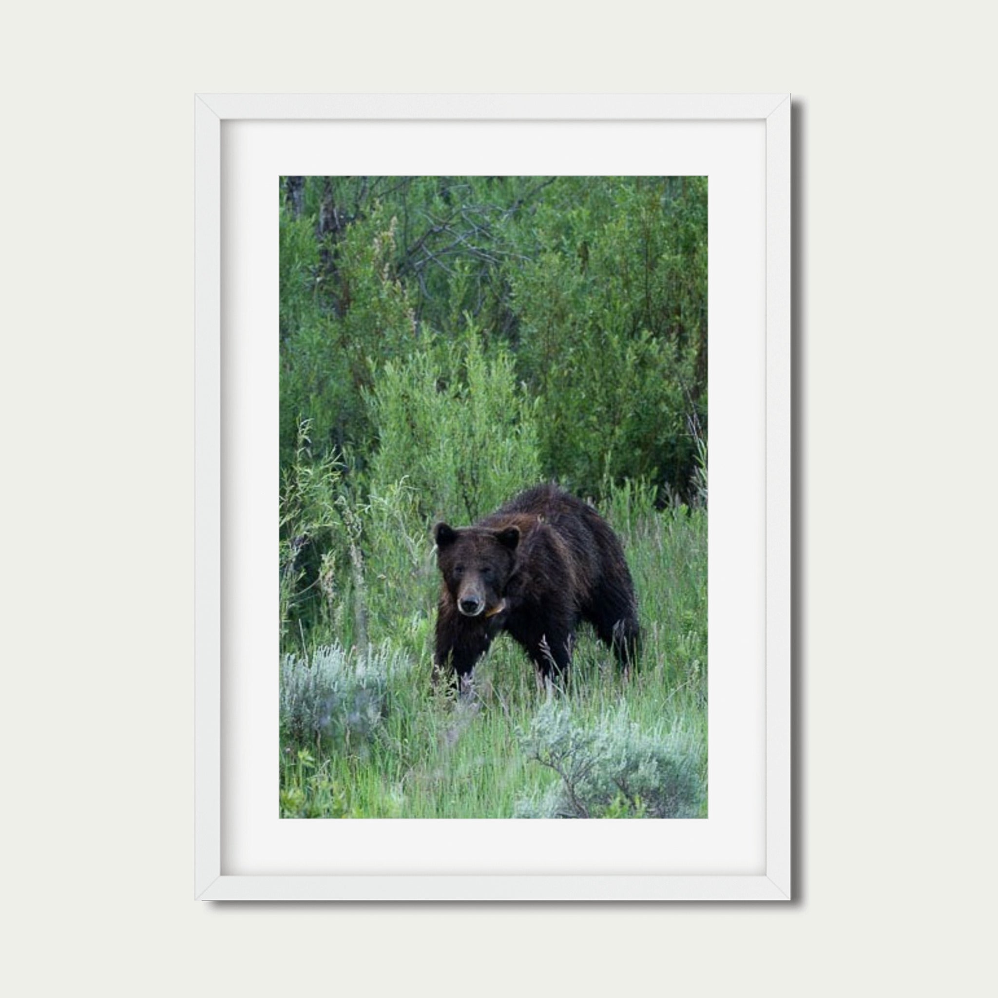In Her Wake - Grand Tetons Wildlife Fine Art Print