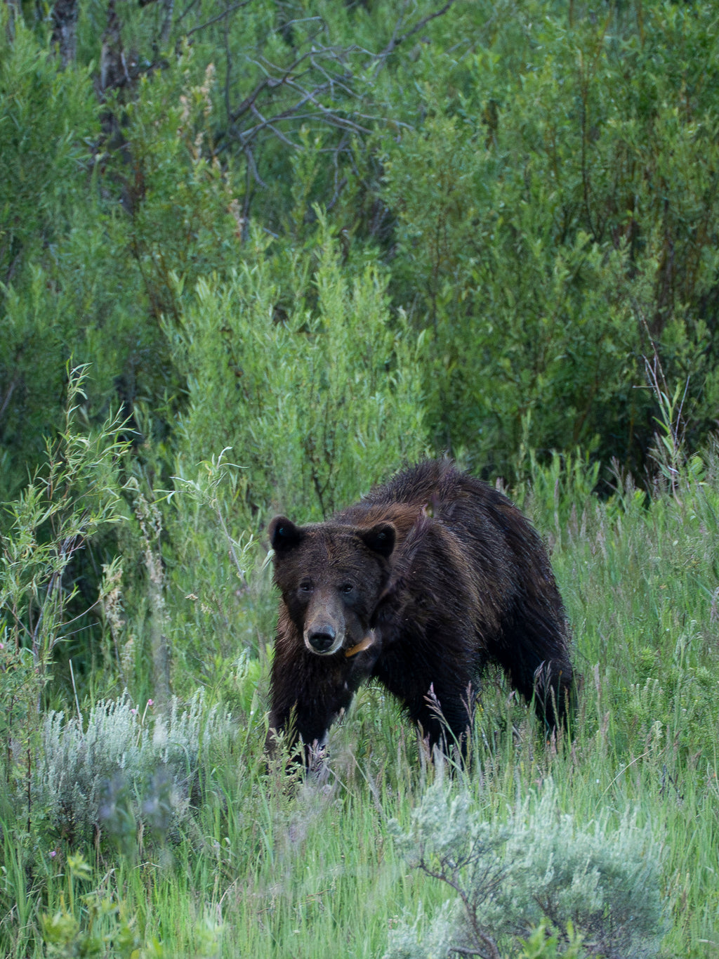 In Her Wake - Grand Tetons Wildlife Fine Art Print