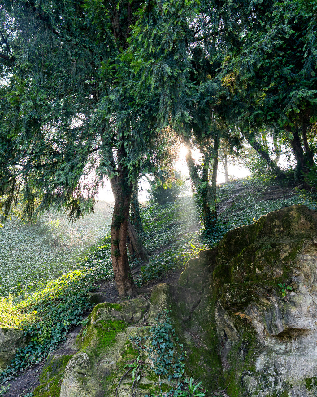 The Light in Paris – Fine Art Print of Morning Forest Light in Paris