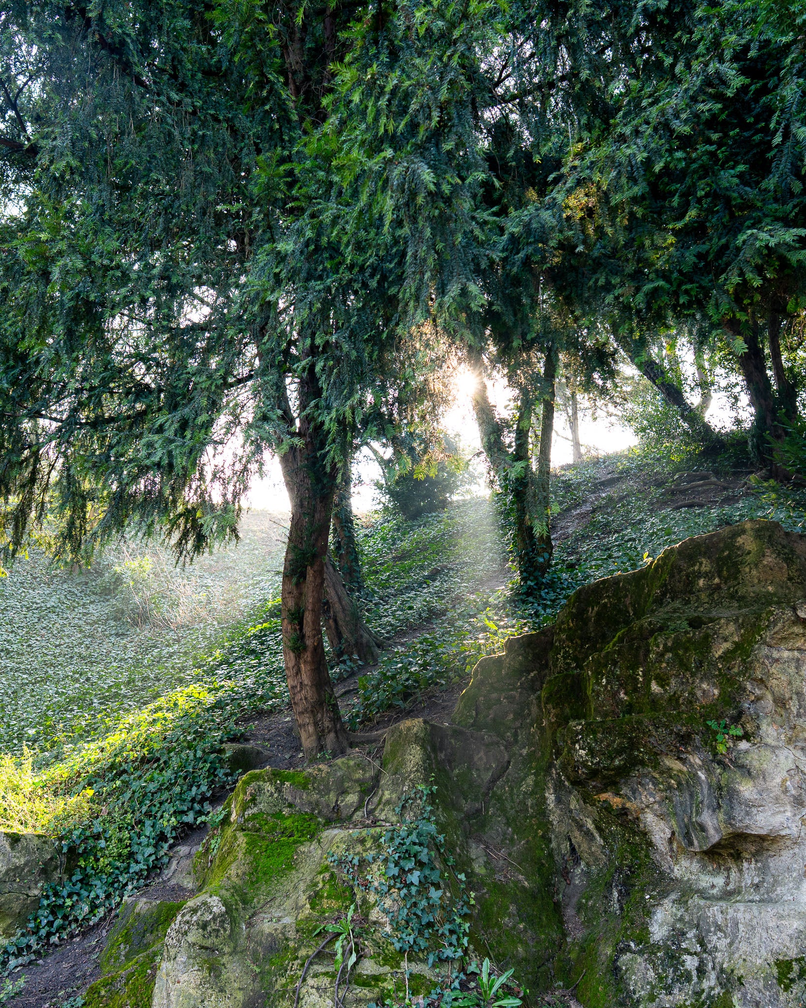 The Light in Paris – Fine Art Print of Morning Forest Light in Paris