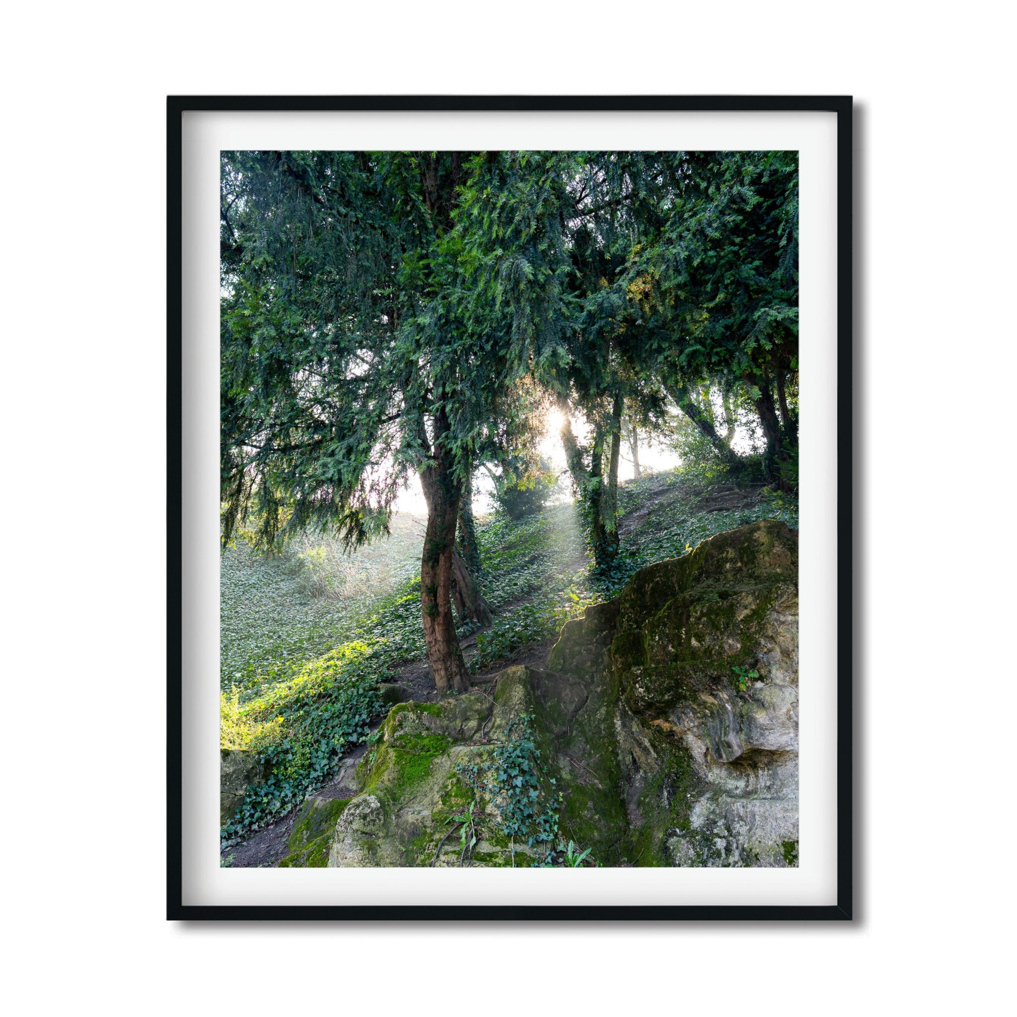 The Light in Paris – Fine Art Print of Morning Forest Light in Paris