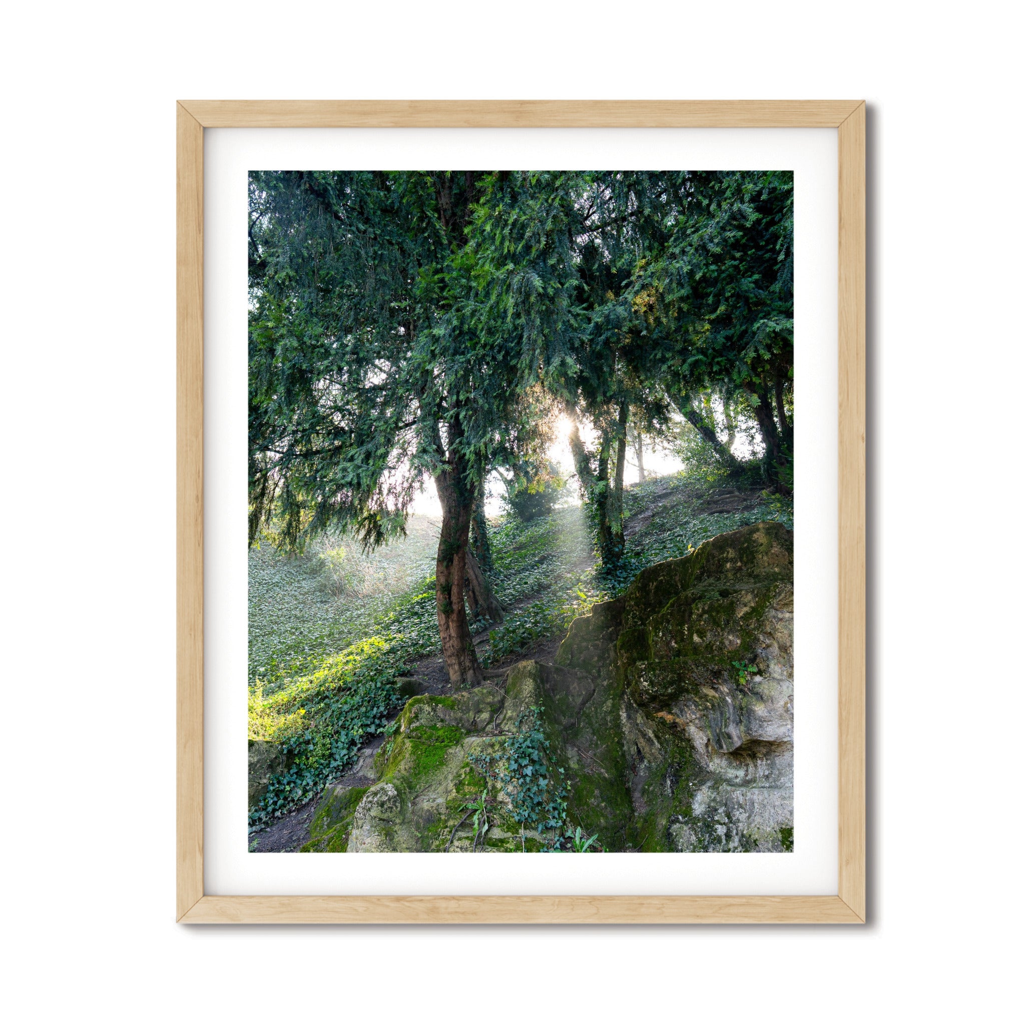 The Light in Paris – Fine Art Print of Morning Forest Light in Paris