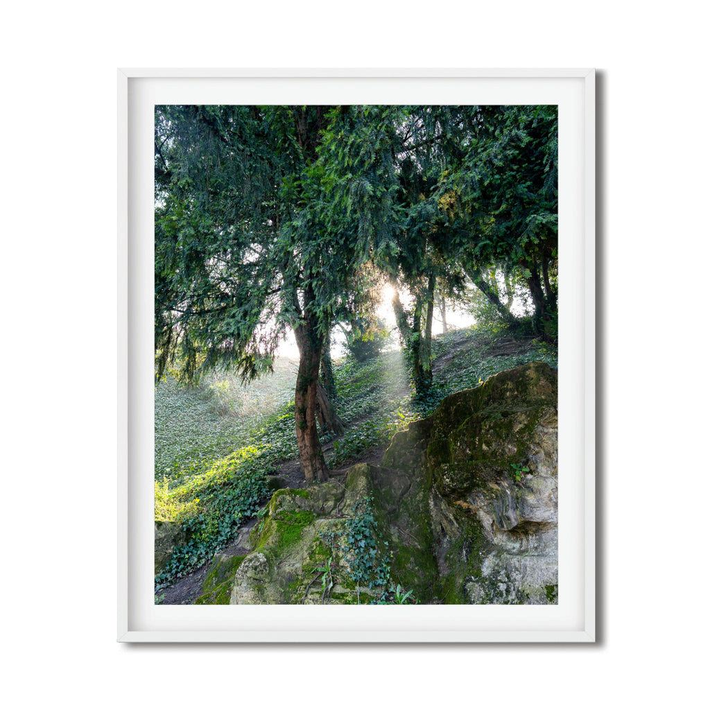 The Light in Paris – Fine Art Print of Morning Forest Light in Paris
