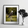 Nothing to Prove | Fine Art Wildlife Photography Print