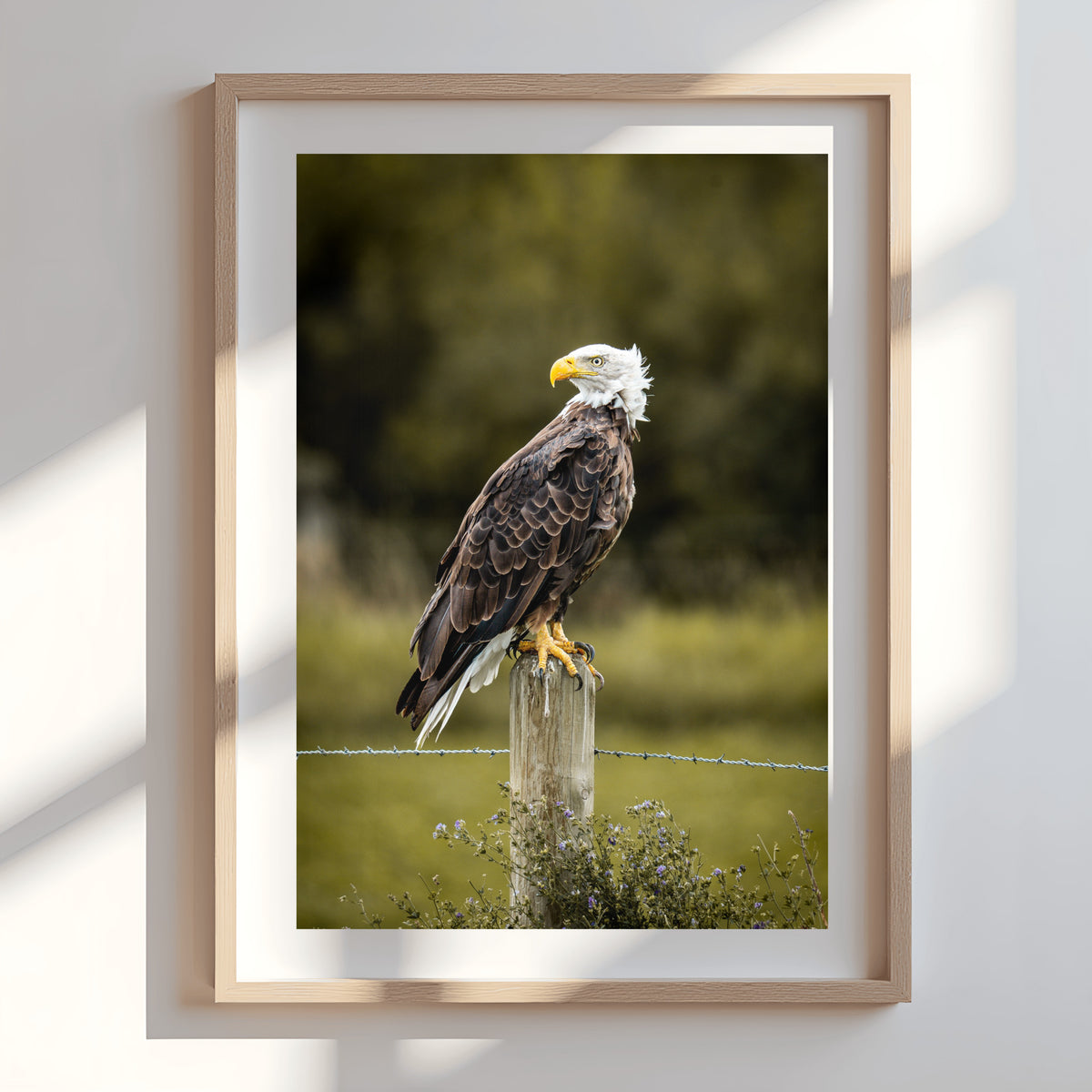 Nothing to Prove | Fine Art Wildlife Photography Print