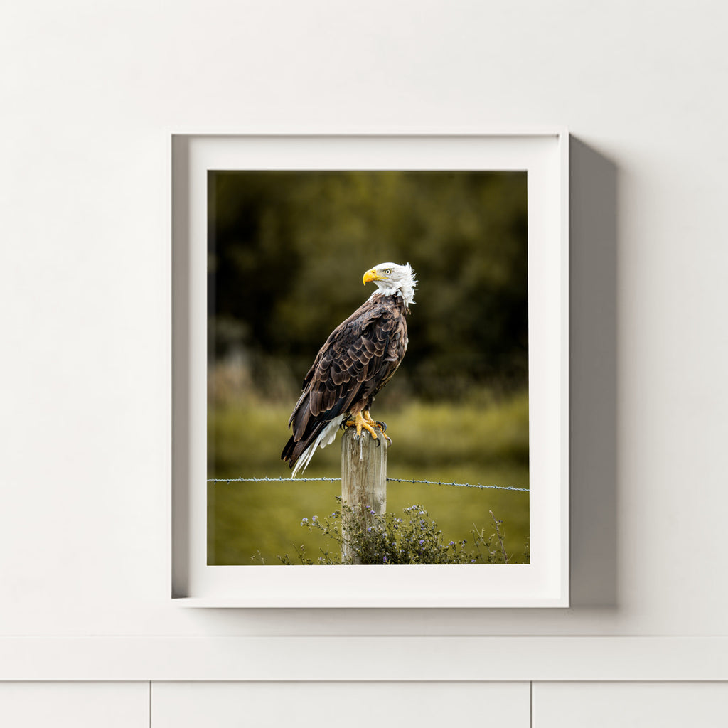 Nothing to Prove | Fine Art Wildlife Photography Print