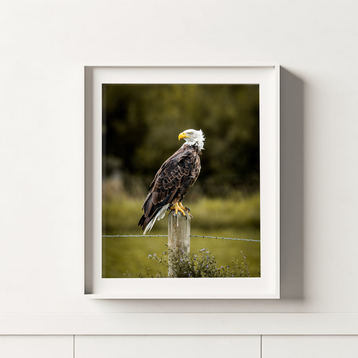 Nothing to Prove | Fine Art Wildlife Photography Print